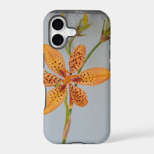 Orange spotted Iris called a Blackberry lily