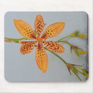 Orange spotted Iris called a Blackberry lily Mouse Pad