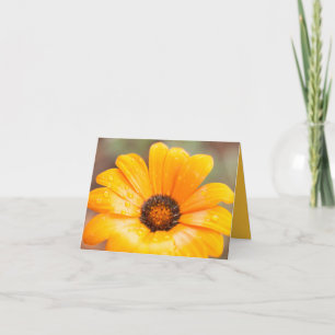 Orange Spring Flash African Daisy Close Up Photo Card