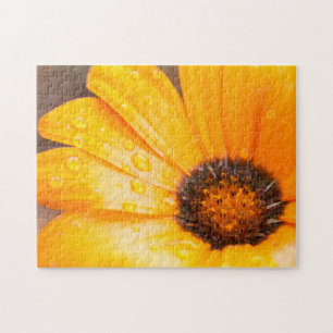 Orange Spring Flash African Daisy Close Up Photo Jigsaw Puzzle