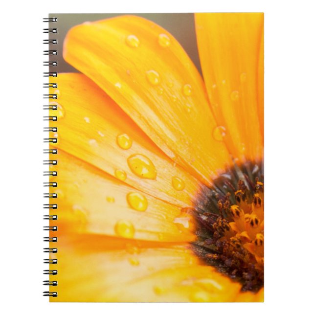 Orange Spring Flash African Daisy Close-Up Photo Spiral Notebook (Front)