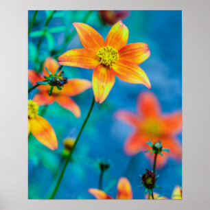 Orange Star Flower Poster