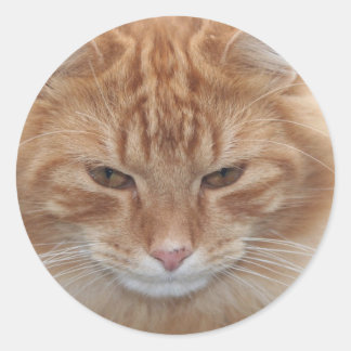 Orange Stripped Tabby Cat Classic Round Sticker