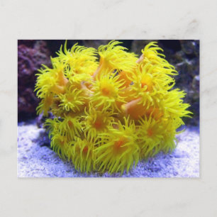 Orange Sun Coral Postcard