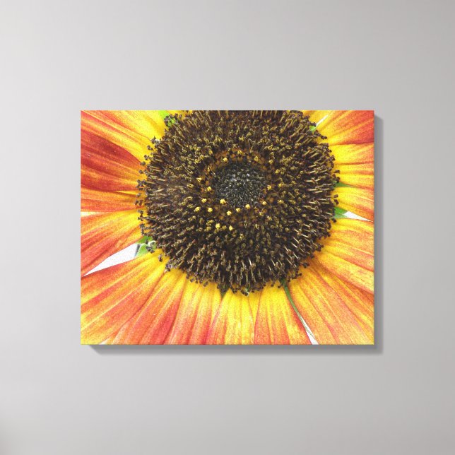 Orange Sunflower Canvas Print (Front)