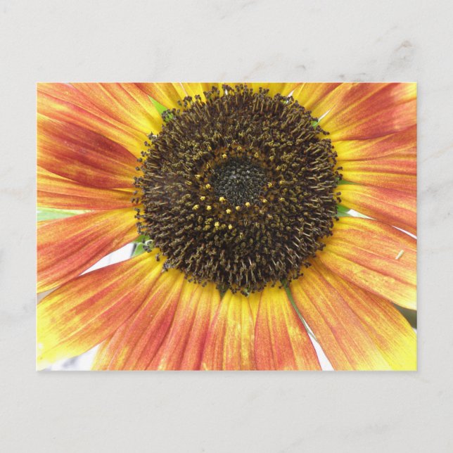 Orange Sunflower Postcard (Front)