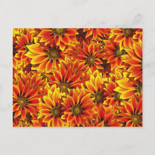 Orange Sunflowers Postcard