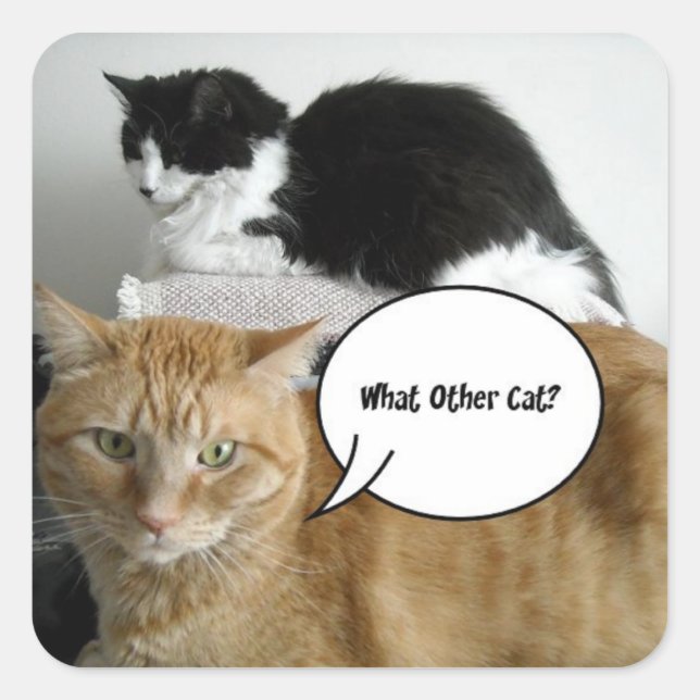 Orange Tabby and Black and White Cats Square Sticker (Front)