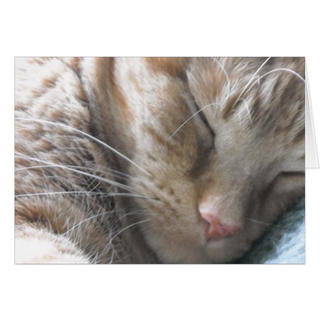Orange Tabby Cat (Front Horizontal)