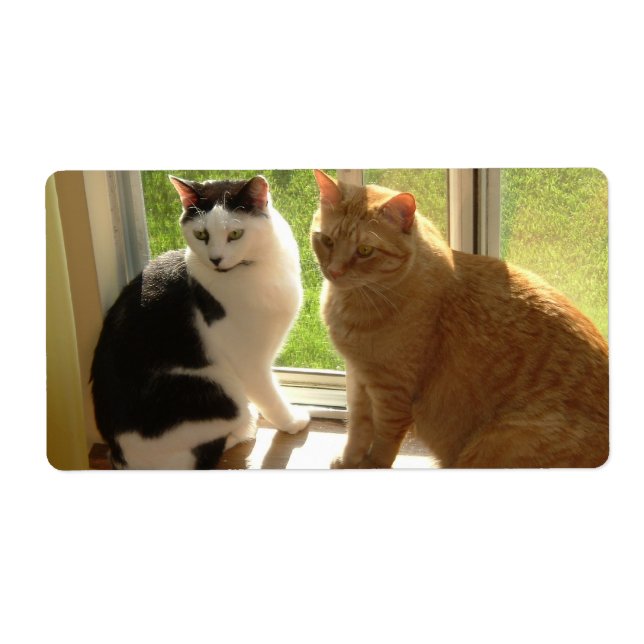 Orange Tabby Cat/Black & White Cat (Front)