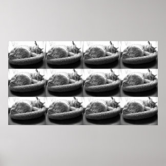 Orange Tabby Cat/black & White Photo Poster