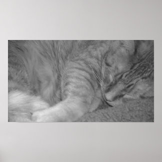 Orange Tabby Cat/Black & White Photo Poster
