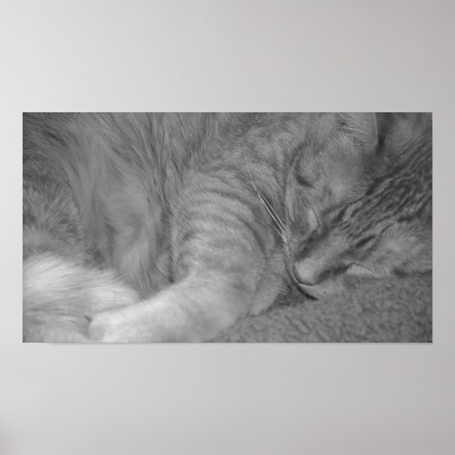 Orange Tabby Cat/Black & White Photo Poster (Front)