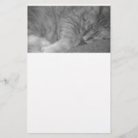 Orange Tabby Cat/Black & White Photography
