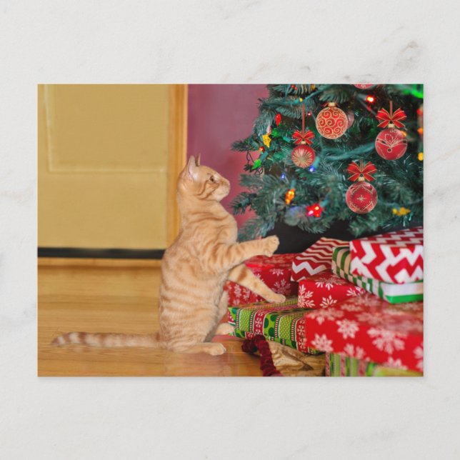 Orange Tabby cat Christmas Holiday Postcard (Front)