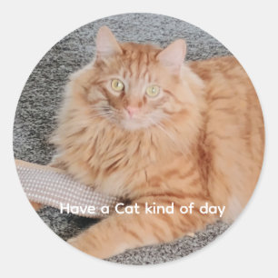 Orange Tabby cat Classic Round Sticker