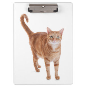 Orange Tabby Cat Clipboard