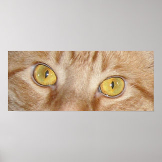 Orange Tabby Cat Eyes Poster