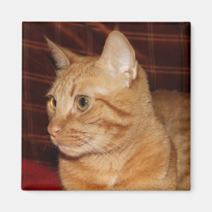 Orange Tabby Cat Face Profile Magnet