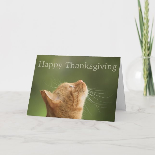 Orange Tabby Cat :: Happy Thanksgiving Card (Front)