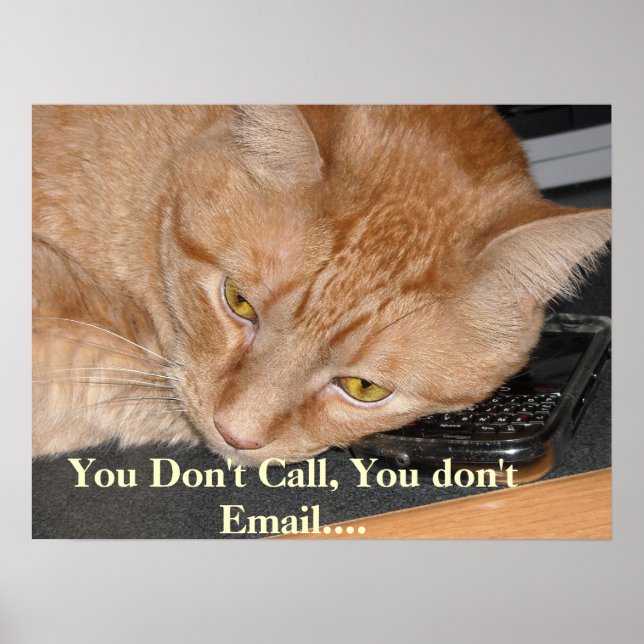 Orange Tabby Cat Humour Poster (Front)