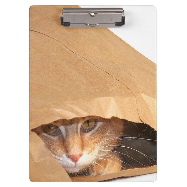 Orange tabby cat in paper bag clipboard (Front)