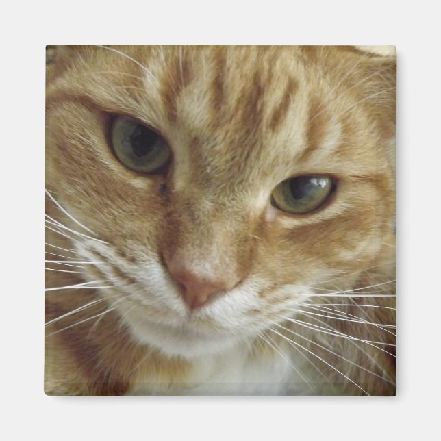 Orange Tabby Cat Magnet (Front)