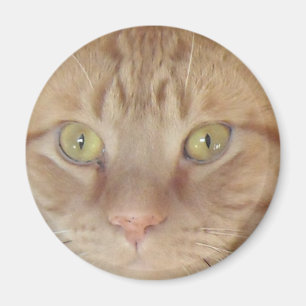 Orange Tabby Cat Magnet