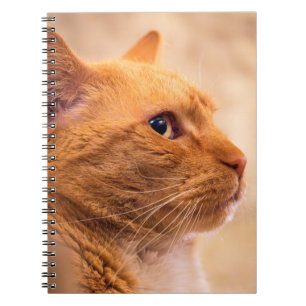 Orange Tabby Cat Notebook Warm Pet Portrait