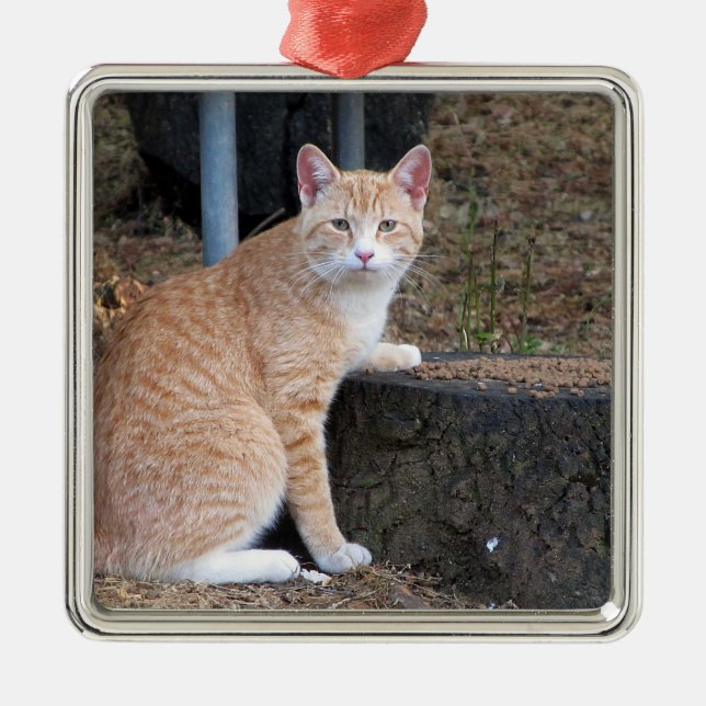 Orange Tabby Cat Ornament (Front)