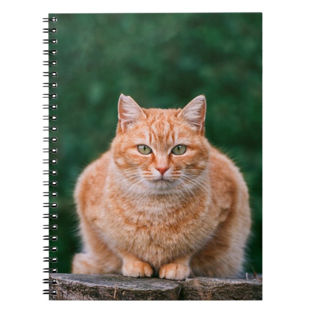 Orange Tabby Cat Portrait on Tree Stump Notebook (Front)