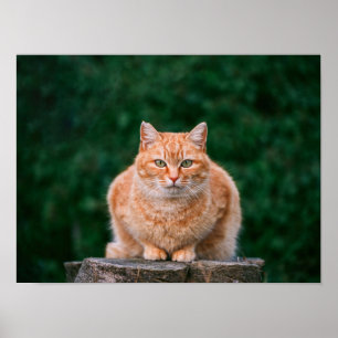 Orange Tabby Cat Portrait on Tree Stump Poster