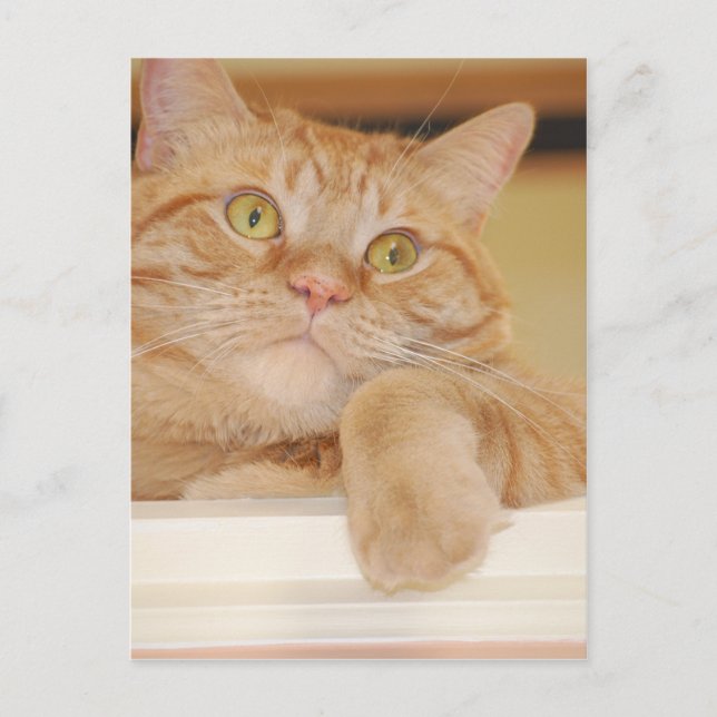 Orange Tabby Cat Postcard (Front)