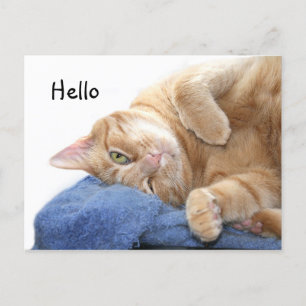 Orange tabby cat postcard