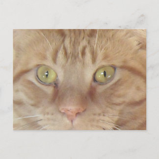Orange Tabby Cat Postcard