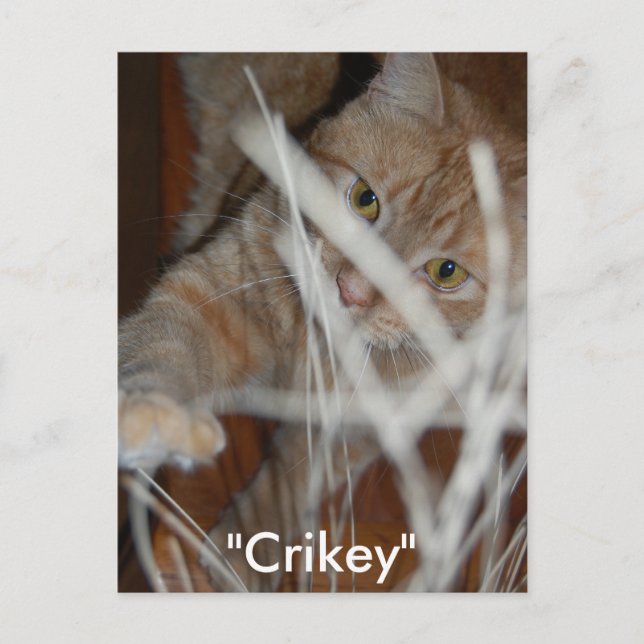 Orange Tabby Cat Postcard (Front)