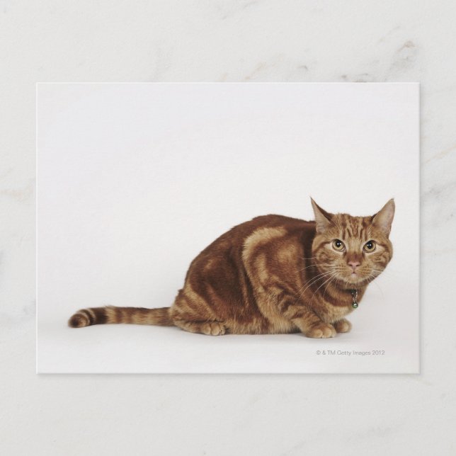 Orange Tabby cat Postcard (Front)