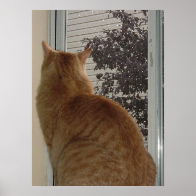 Orange Tabby Cat Poster (Front)