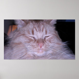 Orange Tabby Cat Poster