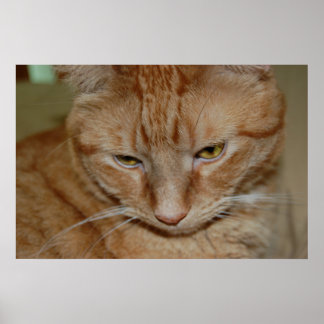 Orange Tabby Cat Poster