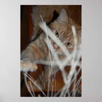 Orange Tabby Cat Poster
