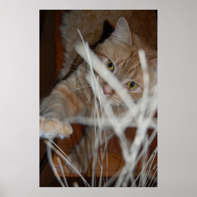Orange Tabby Cat Poster (Front)