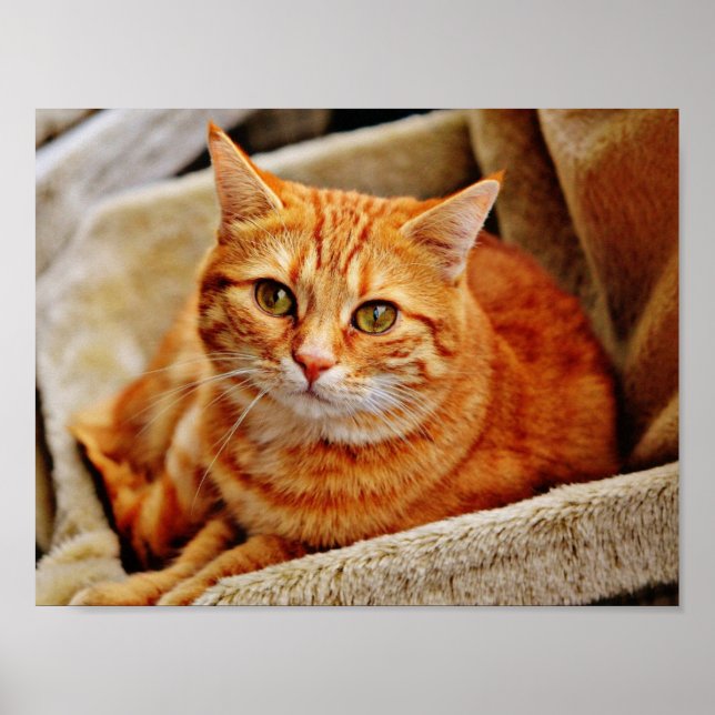 Orange Tabby Cat Poster (Front)