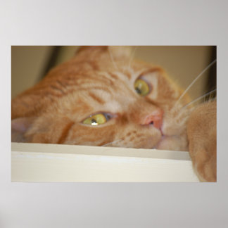 Orange Tabby Cat Poster