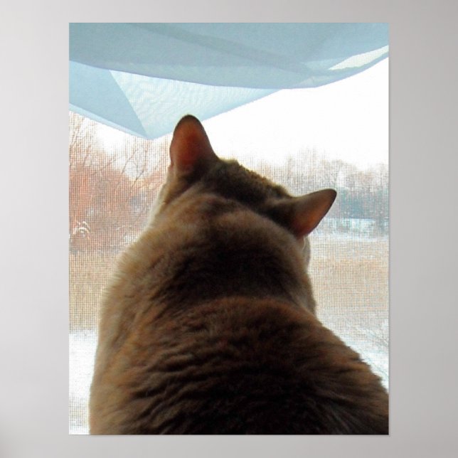 Orange Tabby Cat Poster (Front)