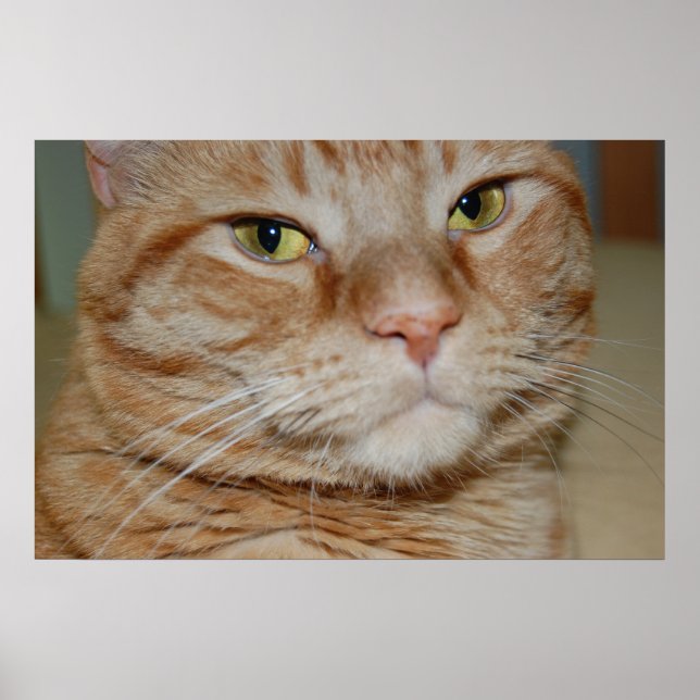 Orange Tabby Cat Poster (Front)