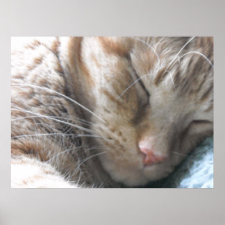 Orange Tabby Cat Poster