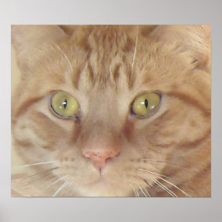 Orange Tabby Cat Poster