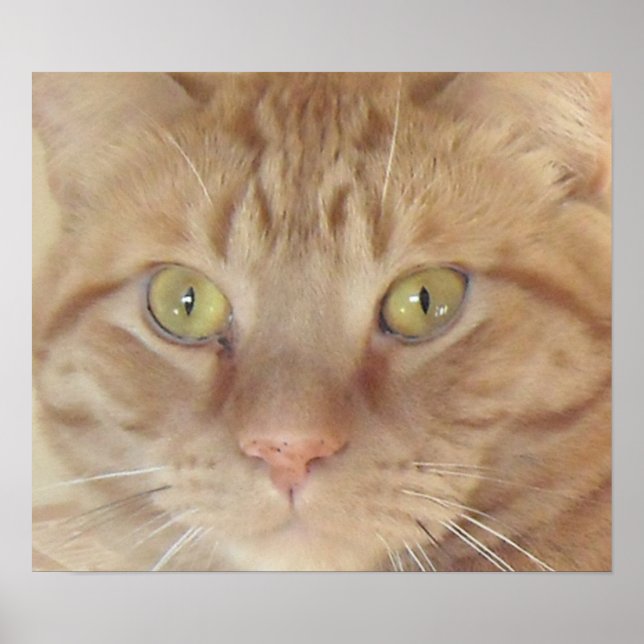 Orange Tabby Cat Poster (Front)