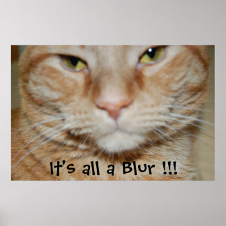 Orange Tabby Cat Poster